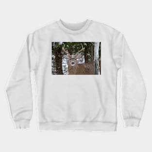 Good morning buck - White-tailed Buck, Ottawa Crewneck Sweatshirt